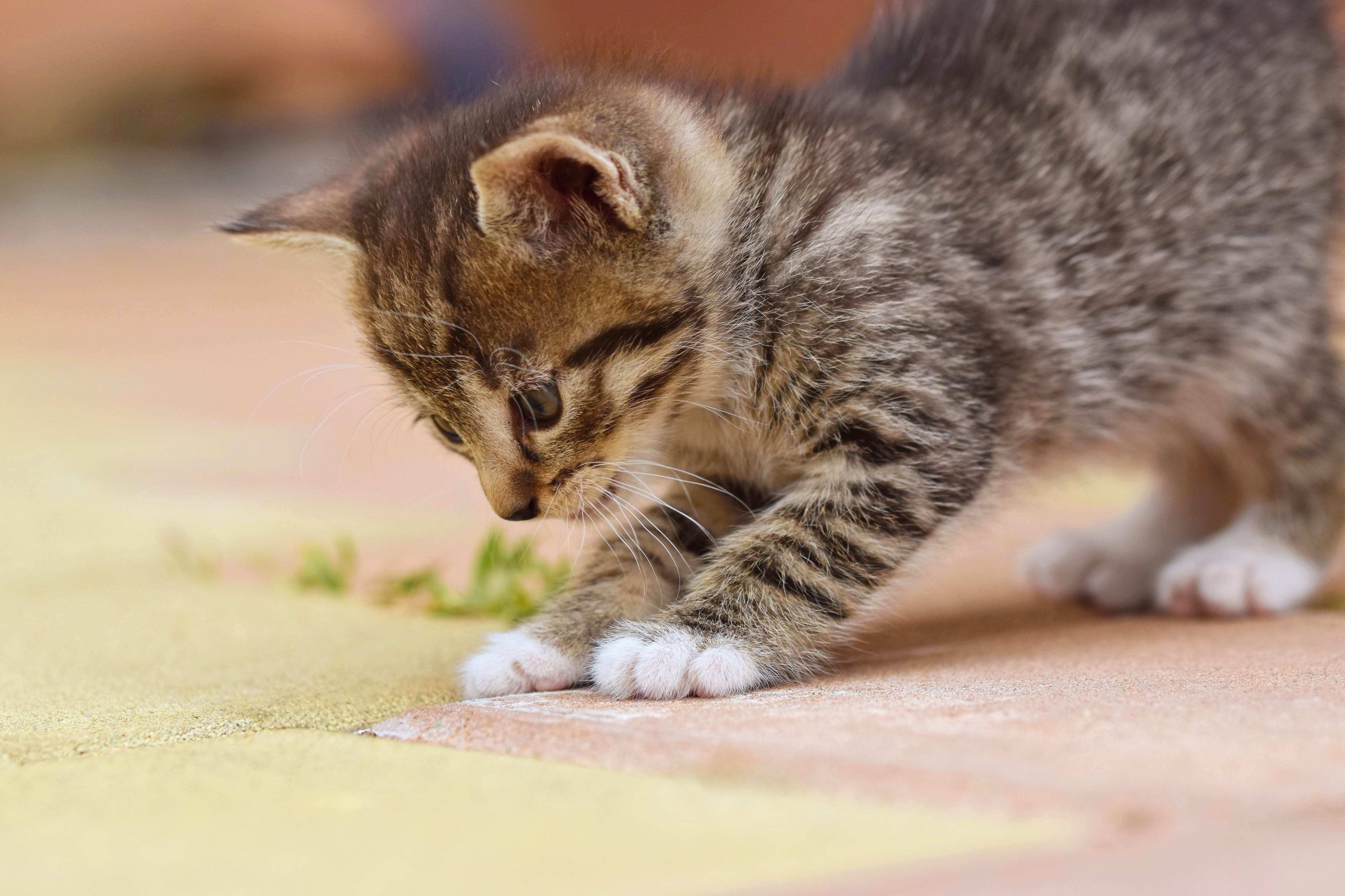 lekfull kattunge